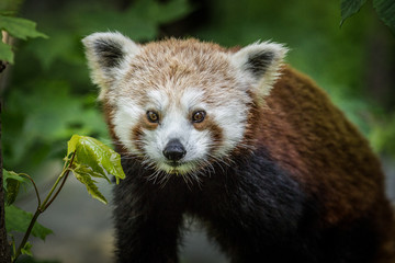 panda red