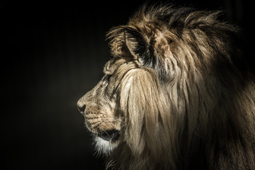 lion portrait