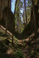 road in forest in mountains