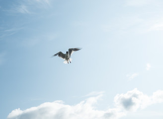 Gulls against the blue sky. The Black-headed Gull is one of the most widespread species of gulls in the world, with over 2 million pairs. Summer. Sunny day.