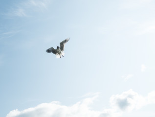 Fototapeta premium Gulls against the blue sky. The Black-headed Gull is one of the most widespread species of gulls in the world, with over 2 million pairs. Summer. Sunny day.