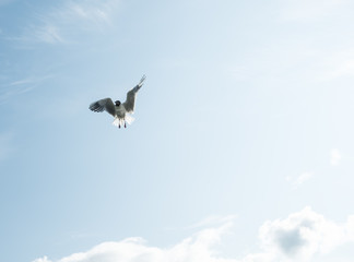 Gulls against the blue sky. The Black-headed Gull is one of the most widespread species of gulls in the world, with over 2 million pairs. Summer. Sunny day.