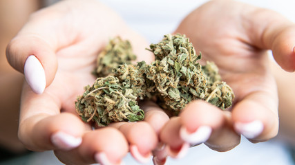 A lot of cannabis medical buds before use lying in a blue plate. Marijuana strains in the worls.