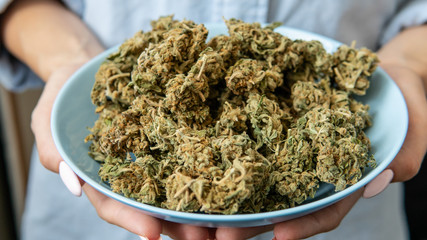 Big marijuana buds in hands close-up. Medical strains of cannabis in details