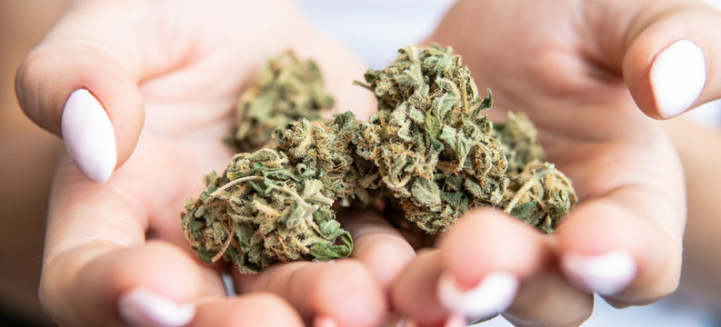 Big marijuana buds in hands close-up. Medical strains of cannabis in details