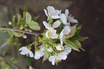 Cherry tree flowers