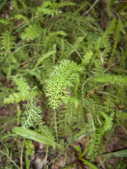 Achillea millefolium