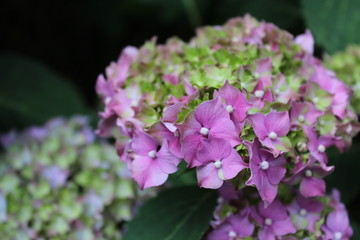 rainbow flowers purple and blue