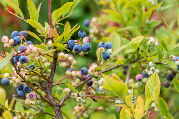 Blueberries ripen on a bush in a country garden.