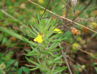 Ajuga chamaepity