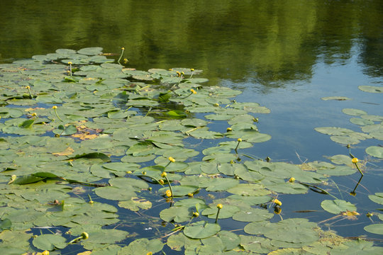 A jug of yellow, water lily, or nymph, on the pond. A popular decoration of artificial ponds and ponds in garden design. Summer, sunny day.
