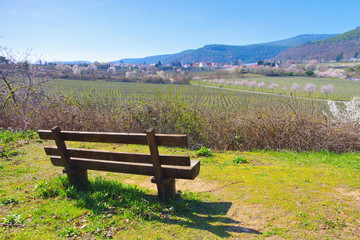 Landschaft rund um Gimmeldingen während der Mandelblüte im Frühling - landscape around Gimmeldingen during the almond blossom in spring