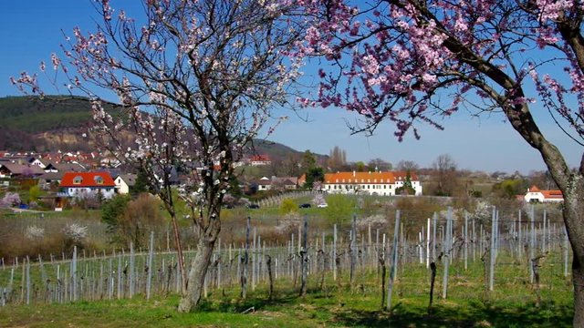 Kloster Hildebrandseck in Gimmeldingen w&auml;hrend der Mandelbl&uuml;te