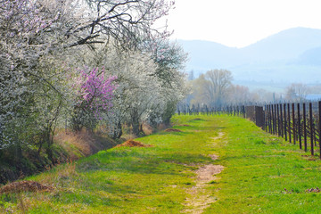 Mandelbluete in der Pfalz im Frühling - almond blossom in Rhineland Palatinate in spring