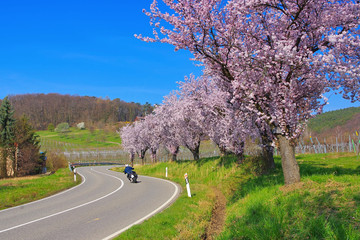 Fototapeta na wymiar Mandelbluete in der Pfalz im Frühling - almond blossom in Rhineland Palatinate in spring