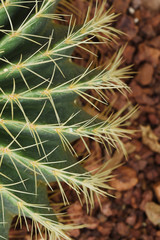 Naklejka na ściany i meble close up of thorn cactus texture for background