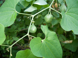 Aristolochia clemantitis