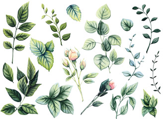 Set of Watercolor Leaves, Herbs and Buds