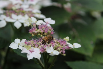 flowers with a bee