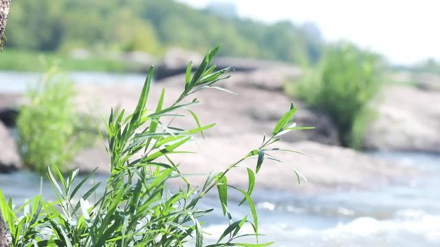 A close shot of some leaves with a river in the background.