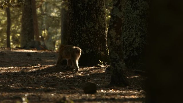 Macaque monkey in Azrou forest, Moroccan atlas.