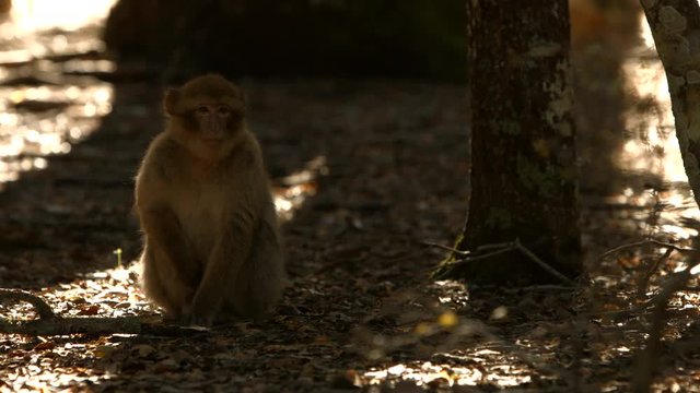 Macaque monkey in Azrou forest, Moroccan atlas.