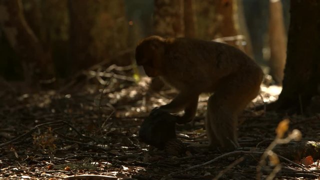 Macaque monkey in Azrou forest, Moroccan atlas.