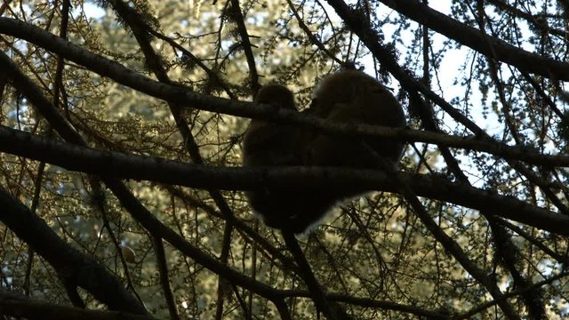 Macaque monkeys in Azrou forest, Moroccan atlas.