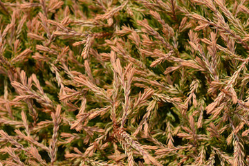 Golden Tuffet Arborvitae
