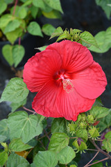 Hardy hibiscus Luna Red