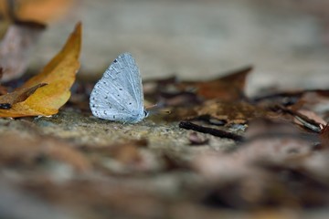 Butterfly from the Taiwan (Celastrina lavendularis himilco) Puli glass small gray butterfly in water