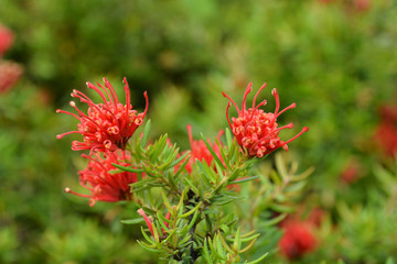 Rosemary grevillea