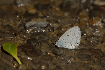 Butterfly from the Taiwan (Celastrina lavendularis himilco) Puli glass small gray butterfly in water