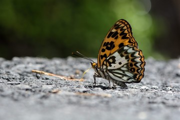 Fototapeta na wymiar Butterfly from the Taiwan (Sephisa daimio) Baiqun macular butterfly in water