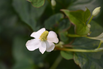 Obraz premium Fish mint