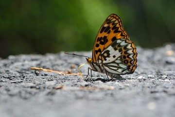 Obraz premium Butterfly from the Taiwan (Sephisa daimio) Baiqun macular butterfly in water