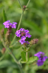 Tall vervain