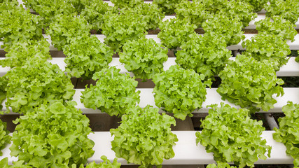 Green Oak growth by Hydroponic system / Healthy Food concept / Salad ingredient / healthy life