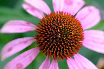 ムラサキバレンギク