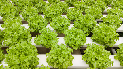 Green Oak growth by Hydroponic system / Healthy Food concept / Salad ingredient / healthy life