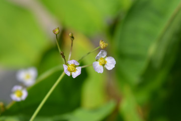 Fototapeta premium Common water plantain