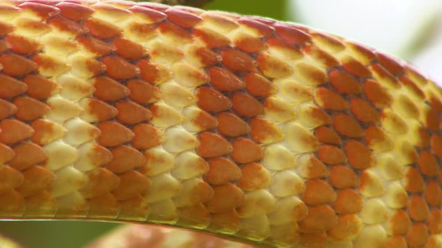 Handheld, extreme close up shot of the scales of a brown tree snake.