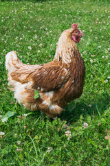  Brown chicken on the lawn in sunny day 