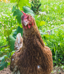 Brown chicken on the lawn in sunny day 