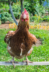  Brown chicken on the lawn in sunny day 