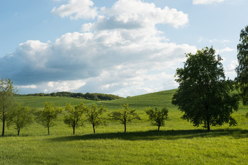 Green Landscape