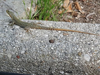 Close up of a lizard on a stone