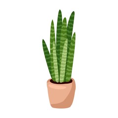 Hygge potted plant. Cozy lagom scandinavian style succulent isolated image. Sansevieria plant