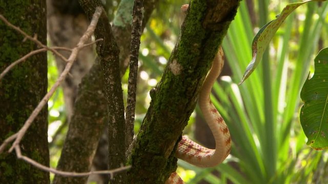 Handheld, tilting, medium close up shot of a brown tree snake stretched up a tree branch.