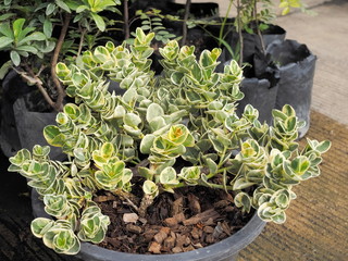 Green Leaves of Boxwood beauty or Natal plum (Carissa macrocarpa) growing in flower pot.